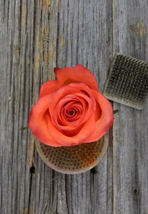 HIGH & ORANGE MAGIC BICOLOR ORANGE/YELLOW ROSE